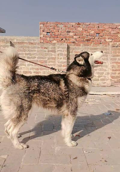 Sibarian Husky Female Exchange with German Female Breeder 03224734740
