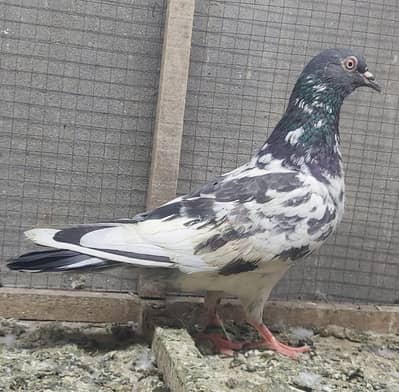 Dub wali breeder female for sale.