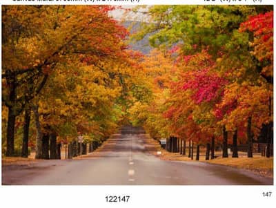 Wall murals (wall pictures)