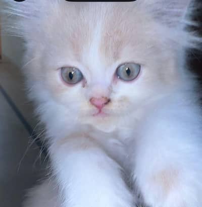 Persian Kittens