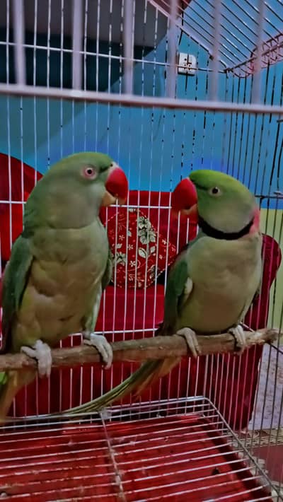 Raw Parrot  Healthy & Active Hand Feed Ready