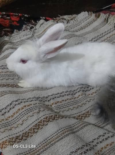 healthy and active rabbits