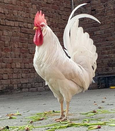 white cock