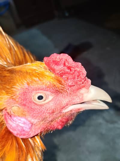 asil murga best wait and hight