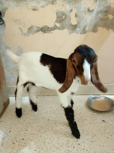 Bakra for sale Ghar ka Pala hai what's app 0303-277928