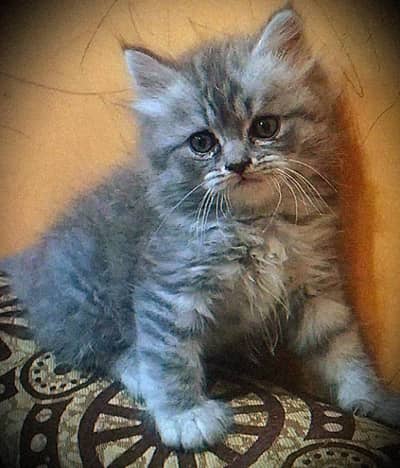 healthy and active kitten