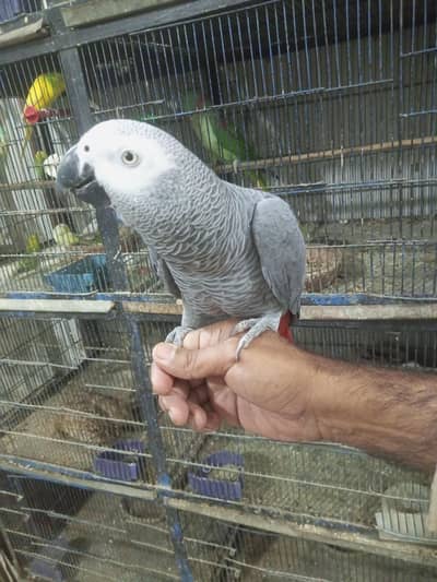 Grey parrot