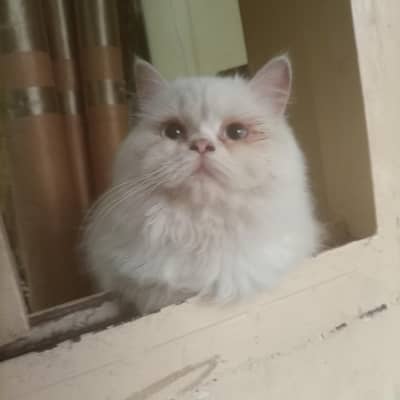 extreme punched person kitten