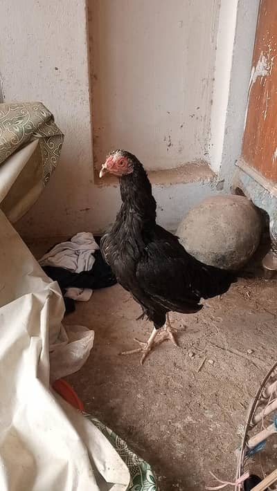 Aseel Mianwali Mushki