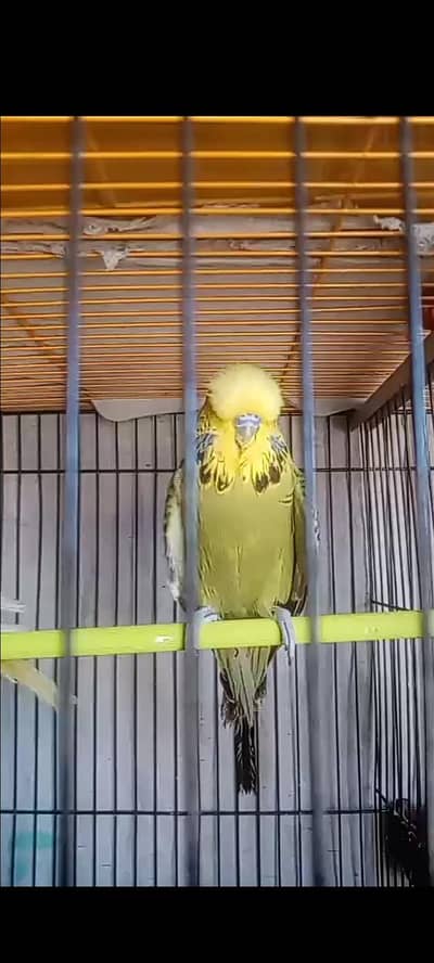 UK Line Exhibition Pair