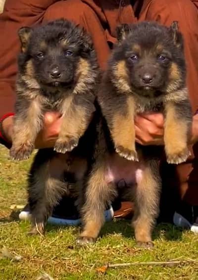 German shepherd long cout pair 2 mahnt for sale active and healthy