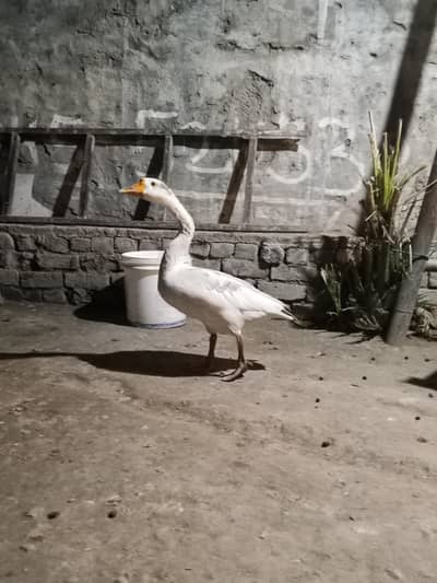 Pair of white Ducks