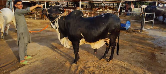2 Qurbani bull for sale  sahiwal and cholistani cross
