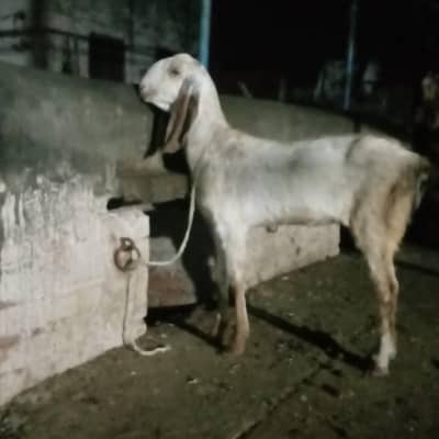 pure makhi chini path