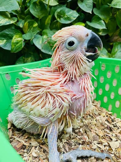 Moulaccan cockatoo local Karachi breed chick available
