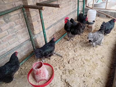 heritage astrolorp breeders