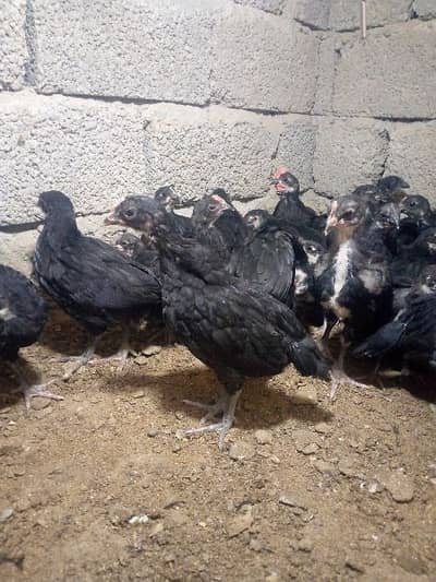 40 day's Australorp chicks available for sale. healthy,active & vaccin