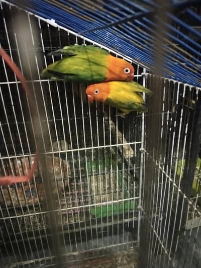 Love birds