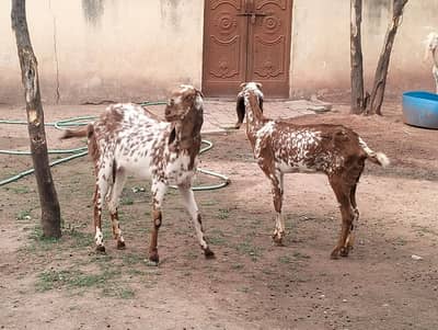 goats for sale ( 6 makhi cheeni bakria)