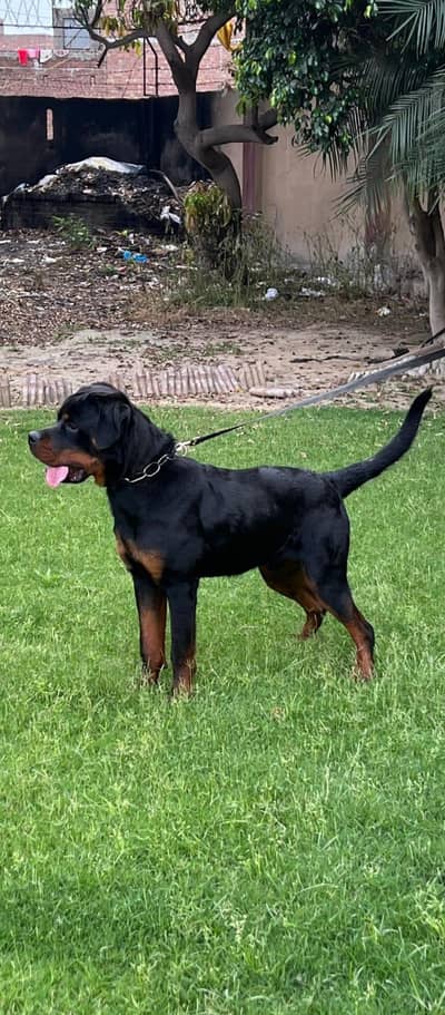 rottweiler dog/imported rottweiler dog