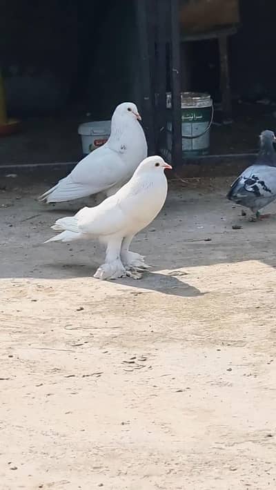 whole sale Offer on unique pegions