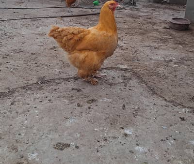 ghari ki murgi se nikle hen sab