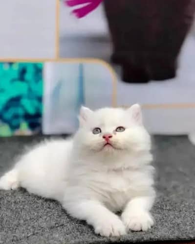 Persian female kitten for sale WhatsApp number 0349_5998171