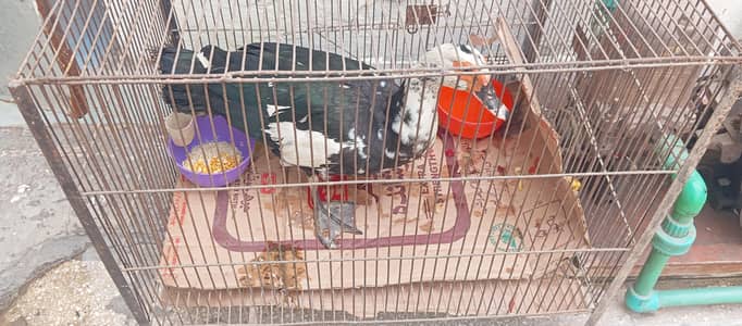 VIP Quality Giant Muscovy Duck (China Duck) - Rare Breeder Piece