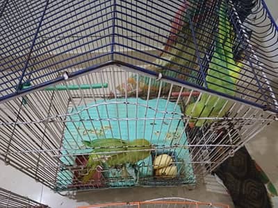 2 female parrots for sale
