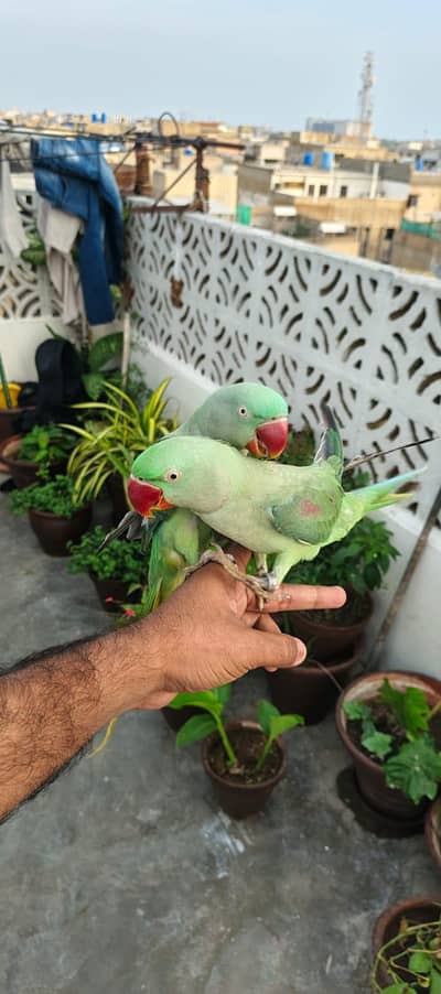 Kashmiri Parrots