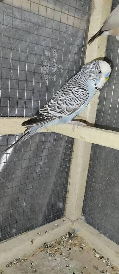 Budgies breeding
