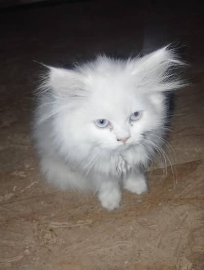 Persian cat