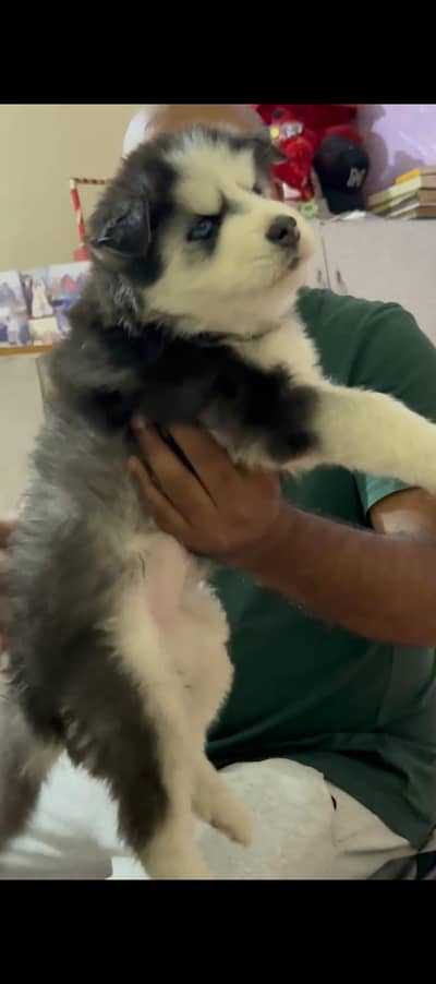 Siberian Husky  puppies for sale, Husky puppies available