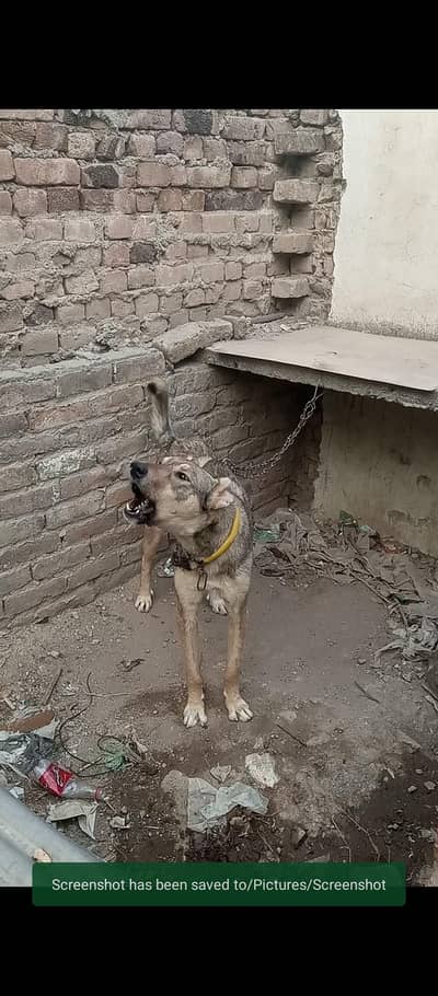 kangal dog ha security ka Lia bohat asha ha.