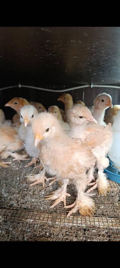 golden buff | polish | white polish | blue polish 03096360200