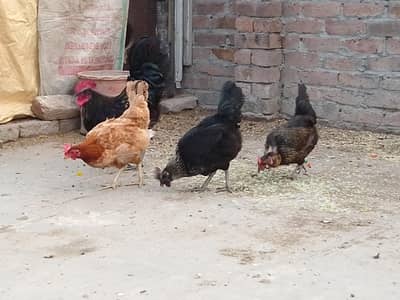 1 Murga & 3 Murgiyan(Andy deny wali)