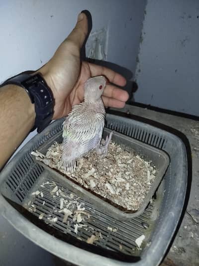 Creamino Ringneck  Chick