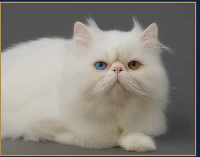 Piki Face Odd eye Stud Male | Peki | Peke | Stud | matting| Persian