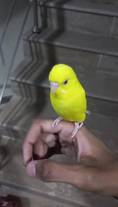 Hand Tame Budgies