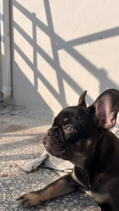 French Bulldog Puppy
