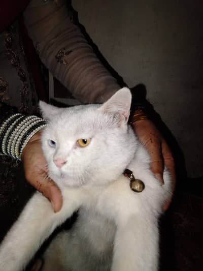 russion mall cat beautifull and home cat