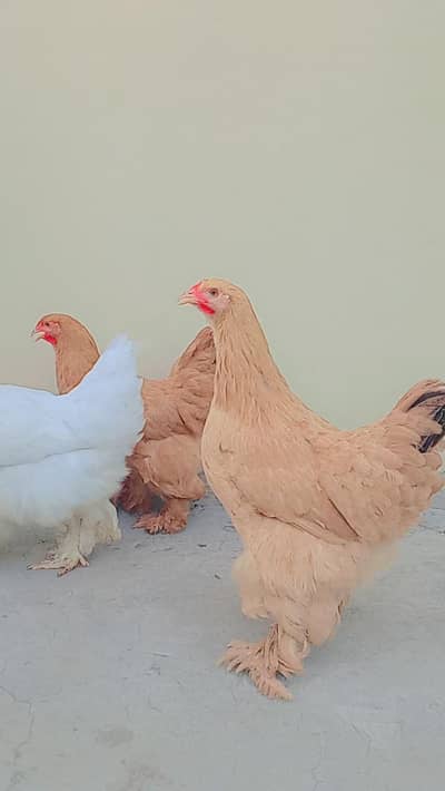 2 piece Golden Buff pair and 1 piece White Buff