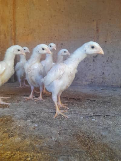 O Shamo paper white chicks  03212580313