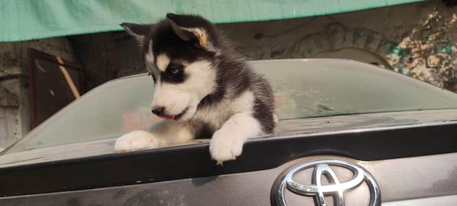 Siberian Husky puppies for Sale.