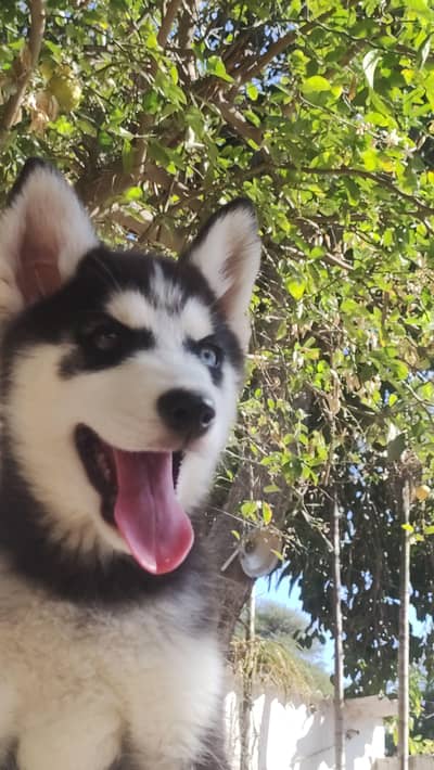 Siberian Husky puppies for Sale. . .
