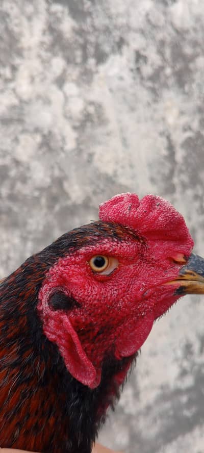 breeder black shamo for sell