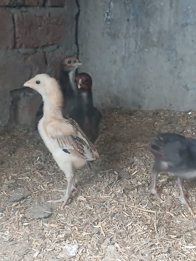 thai aseel chicks for sale
