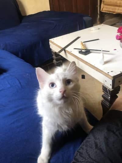 Beautiful Turkish Angora Cats for Adoption/Sale 
