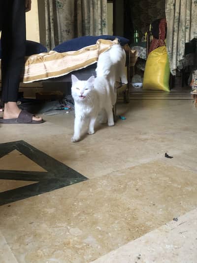 Ancient Turkish Angora Cats for Adoption/Sale