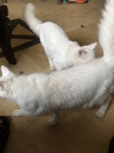 Pair of Turkish Angora heavy tail for Adoption/Sale